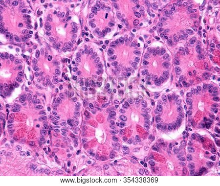 Duodenum. Paneth Cells