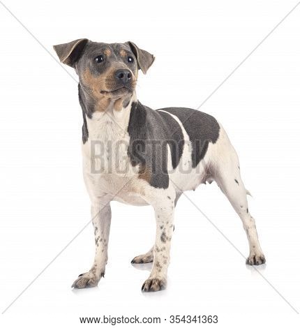 Brazilian Terrier In Front Of White Background