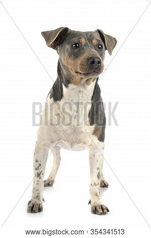 Brazilian Terrier In Front Of White Background
