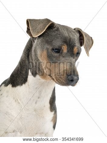 Brazilian Terrier In Front Of White Background