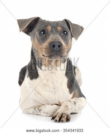 Brazilian Terrier In Front Of White Background