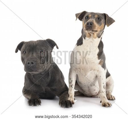 Brazilian Terrier And Staffy In Front Of White Background