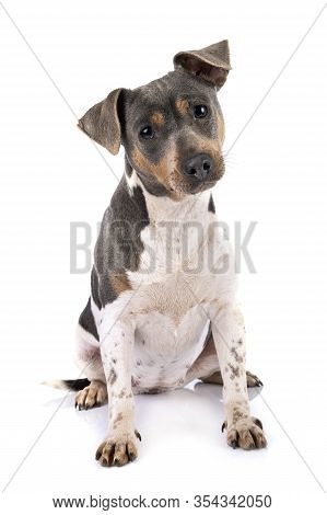 Brazilian Terrier In Front Of White Background
