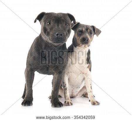 Brazilian Terrier And Staffy In Front Of White Background