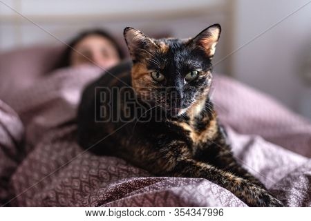 Close Up Of Tortoiseshell Cat. Tortoiseshell Cat Portrait. Close Up Of Tortoiseshell Cat Lying On Be