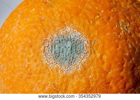 Rotten Citrus. Penicillium Mold On An Orange Fruit. Microscopic Fungi Producing Penicillin Antibioti