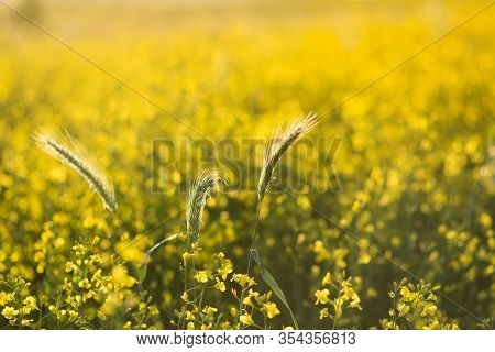 Beautiful Flowering Colza Field Close-up. Soft Focus