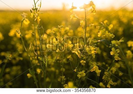 Beautiful Flowering Colza Field Close-up. Soft Focus