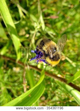 Bumblebee (lat. Bombus). Closeup. Insect From The Family Of Real Bees (lat. Apidae), In Many Respect
