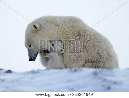 A Polar Bear, A Northern Bear, A Umka (lat. Ursus Maritimus), The Worlds Largest Land Predator. Pola
