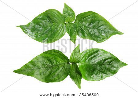 Peristrophe Roxburghiana Violet Blatt
