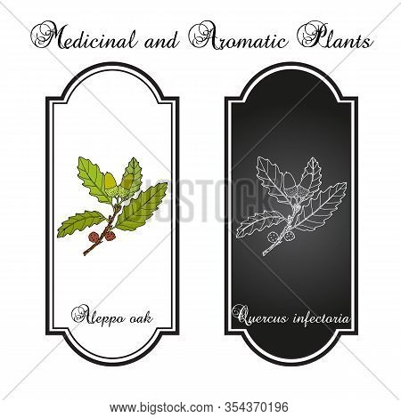 Aleppo Oak Quercus Infectoria , Medicinal Plant. Hand Drawn Botanical Vector Illustration