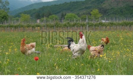 Freerange Chicken Graze In A Green Meadow
