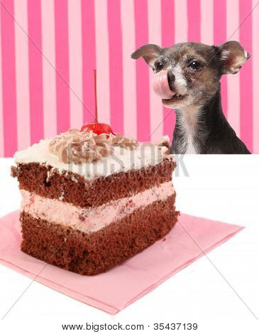 Pes na višňový čokoládový dort