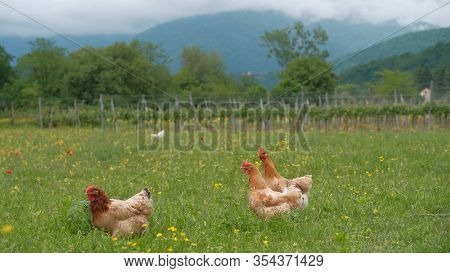 Freerange Chicken Graze In A Green Meadow