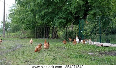Freerange Chicken Graze In A Green Meadow