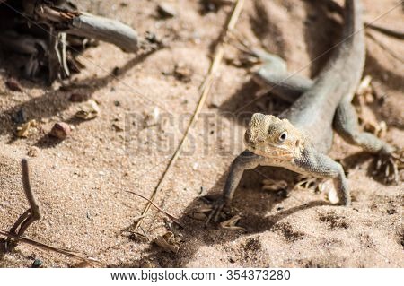 Lizard On A Beach In Gambia, Agama Lizard (agama Agama)