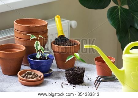 Transplanting Ficus Benjamin Into Large Pots. Tools And Plants On The Background Of The Room.