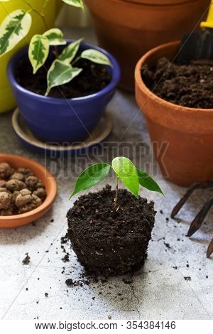 Transplanting Ficus Benjamin Into Large Pots. Tools And Plants On The Background Of The Room.