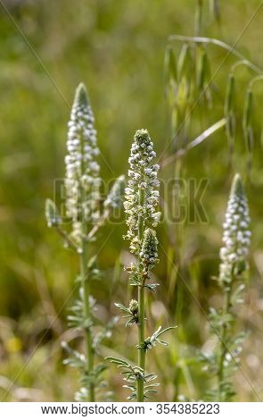 Flora Of Greece. Flowering, Medicinal Plant (reseda Alba) Growing Close-up In The Forest On A Spring