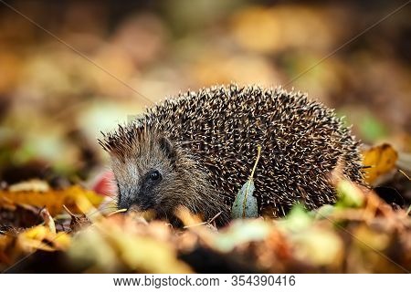 Cute Northern White-breasted Hedgehog (erinaceus Roumanicus) In Fallen Leaves. Beautiful Autumn Ligh