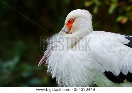 Portrait Of Maguari Stork (ciconia Maguari) On Green Background. Big Stork From South America