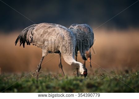 Common Crane (grus Grus) Young And Adult Bird Looking For Food. Autumn Move Of Cranes In Hortobagy. 