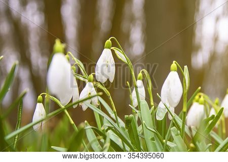 Crocus Blooms City Image Photo Free Trial Stock Crocus Blooms City Image Photo Free