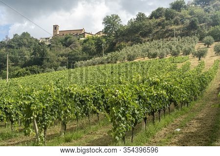 Rural Landscape At Summer Near Montefiore Dell Aso, Ascoli Piceno, Marches, Italy. Vineyard