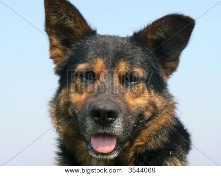 Köpek