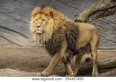 Beautiful Animals. Hamburg Zoo In Germany, Lion Looking For Food