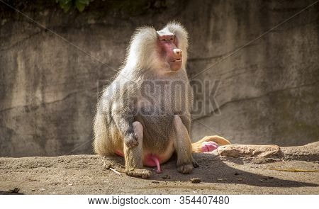 Beautiful Animals. Hamburg Zoo In Germany, Ape