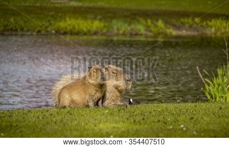 Beautiful Wild Animals. Hamburg Zoo In Germany
