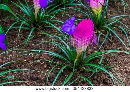 Closeup Of A Vriesea Electric Plant In A Tropical Garden, Colorful Exotic Flower Specie From America