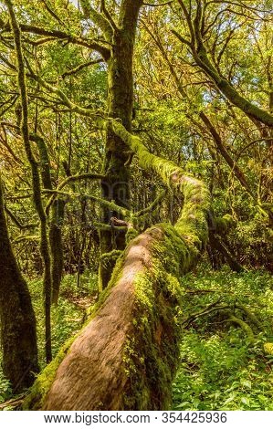 Infinite Trunk In A Monteverde Canary Island Of Fayal Brezal Are Beech Morella Faya And Heather Eric