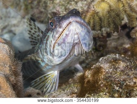 Sand Diver (synodus Intermedius) Lying In Wait To Ambush Its Prey - Bonaire