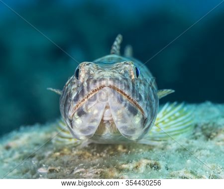 Sand Diver (synodus Intermedius) Lying In Wait To Ambush Its Prey - Bonaire