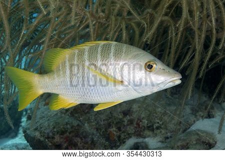 Schoolmaster (latjanus Apodus) Swimming Over A Coral Reef - Bonaire