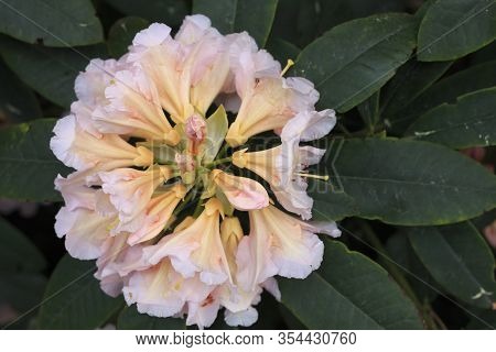 Big Azalea Or Rhododendron In Garden. Season Of Flowering Azaleas (rhododendron) At Botanical Garden