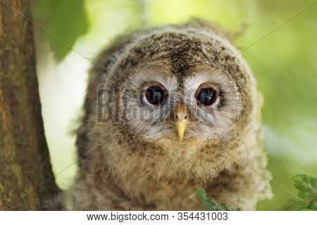 Portrait Of Tawny Owl Nestling - Strix Aluco Sit On The Branch Of Oak Tree