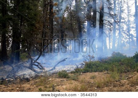 Brand starter på kanten af skov