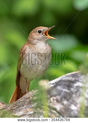 Male Common Nightingale (luscinia Megarhynchos) Sits On A Branch And Sings. Singing Bird Sitting On 