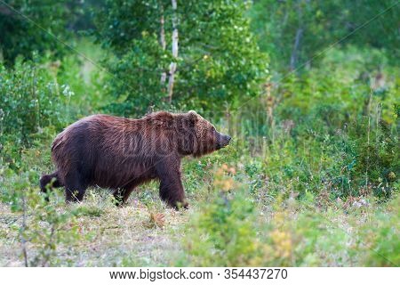 Kamchatka Brown Bear Ursus Arctos Piscator In Natural Habitat, Walking In Summer Woodland. Kamchatka