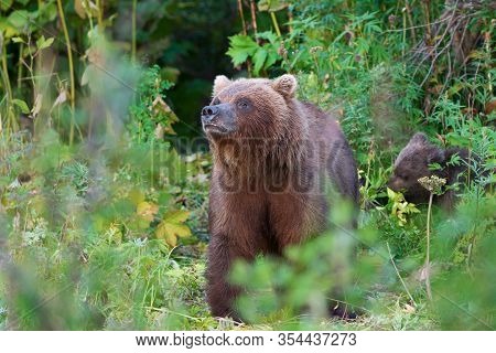 Kamchatka Brown Bear Ursus Arctos Piscator In Natural Habitat, Looking Out Of Summer Forest. Kamchat