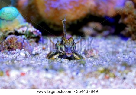 Profile Of Scooter Blenny Fish - (synchiropus Ocellatus)