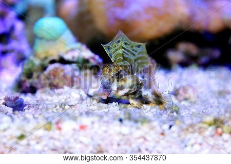 Profile Of Scooter Blenny Fish - (synchiropus Ocellatus)