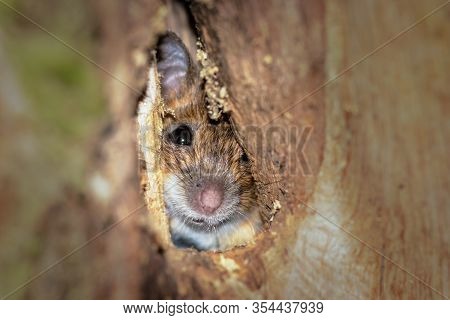Wood Mouse, Apodemus Sylvaticus, The Brown Mouse Is Hidden In The Cavity Of A Tree, Nose, Eye And Sm