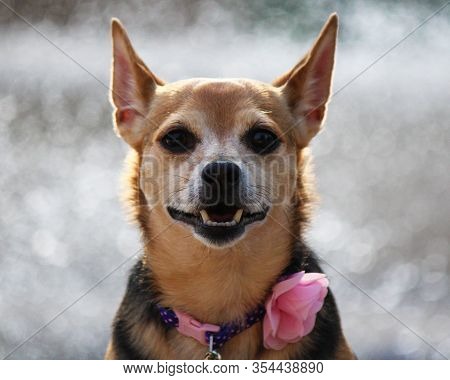 A Chihuahua Yorkie Mixed Small Dog, Chorkie