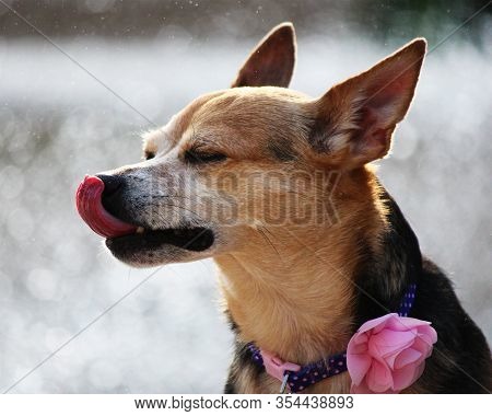 Chihuahua Yorkie Mix, Chorkie In Front Of A Fountain