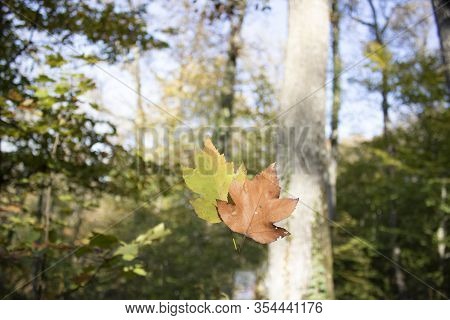Dried Yellow Sycamore Leaves Are Held In Hand. Withdrew In The Forest.